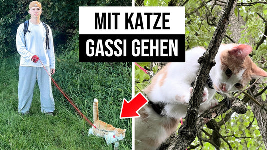 Mit der Katze Gassi gehen?! So klappt es!