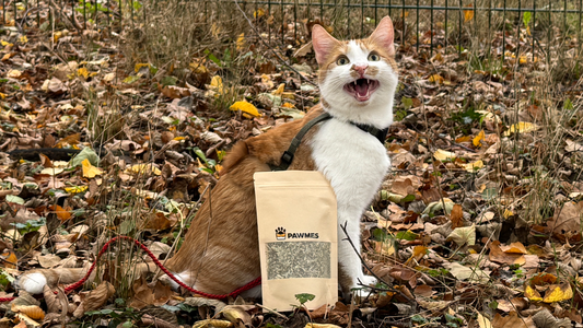 Katzenminze richtig verwenden – Tipps und Tricks