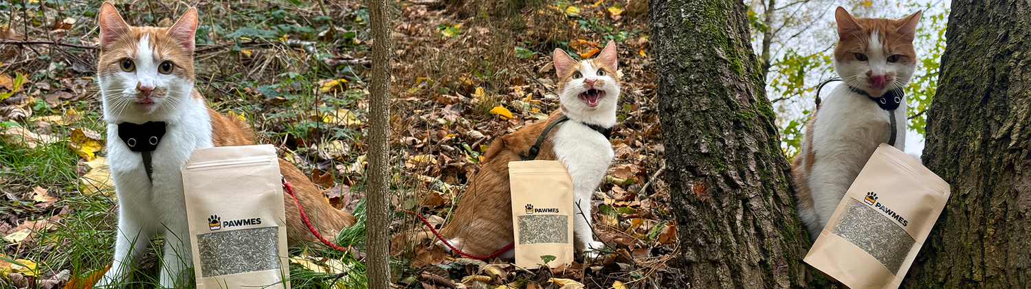 Katze mit Katzenminze im Wald